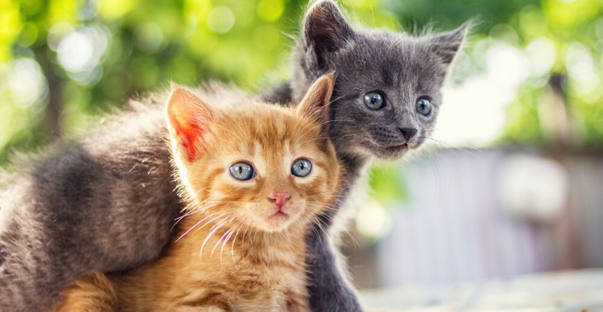 Augment temperatuur Proberen Aanschaf kitten/poes - Katten - Dierenarts Coppelmans Nuenen