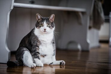 Diabetes bij Katten: Begrijpen, Voorkomen en Verzorgen
