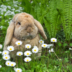 Een veilige tuin voor uw (knaag)dieren