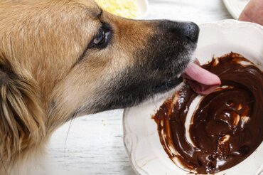 Honden en chocolade: een gevaarlijke combinatie