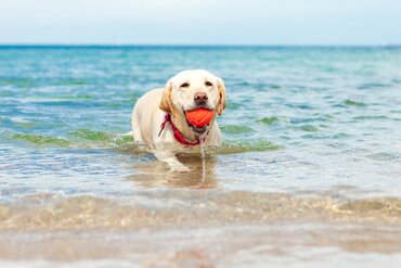 Uw hond laten zwemmen in de zee? Let hier op!